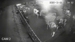 Caméra IP - Vue en direct