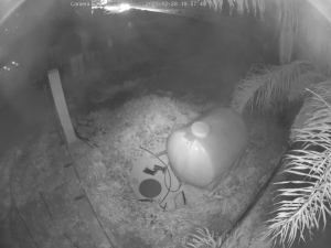 Caméra IP - Italien