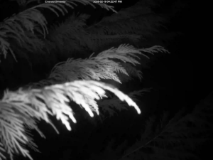 Caméra IP - United States of America