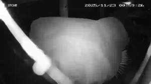 Caméra IP - Allemagne