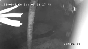 Caméra IP - Puerto Rico