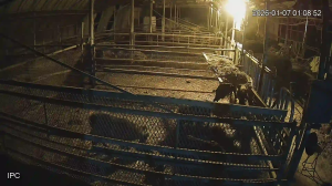 Caméra IP - Corée du Sud