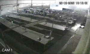 Caméra IP - Indonesia