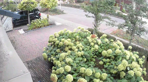 Caméra IP - Netherlands