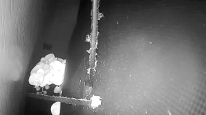 Caméra IP - Singapour