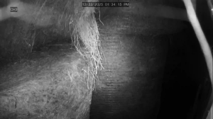 Caméra IP - Estados Unidos