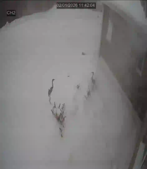 Caméra IP - Russische Föderation