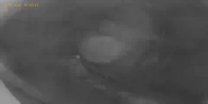 Caméra IP - Bulgarien