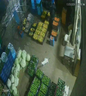 Caméra IP - Lebanon