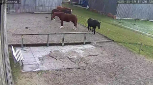 Caméra IP - Germany