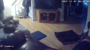 Caméra IP - Vereinigte Staaten von Amerika