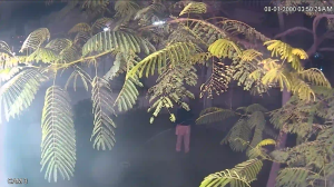 Caméra IP - Émirats Arabes Unis