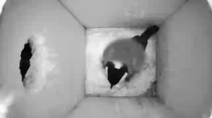 Caméra IP - Alemania