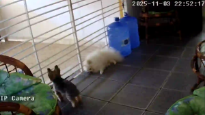 Caméra IP - Brasilien