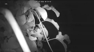 Caméra IP - South Africa