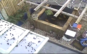 Caméra IP - Vereinigtes Königreich