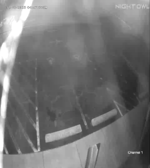 Caméra IP - Vereinigte Staaten von Amerika