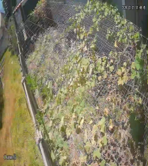 Caméra IP - South Africa