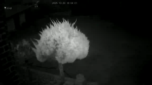 Caméra IP - Sydkorea