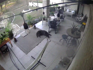 Caméra IP - Estados Unidos