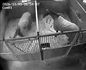 Caméra IP - Pays-Bas