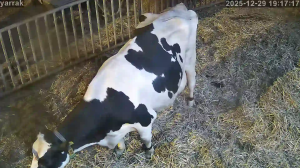 Caméra IP - Netherlands