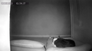 Caméra IP - South Korea