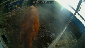 Caméra IP - South Korea