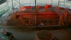 Caméra IP - Corée du Sud