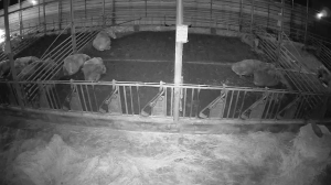 Caméra IP - Corée du Sud