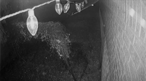 Caméra IP - Vereinigte Staaten von Amerika