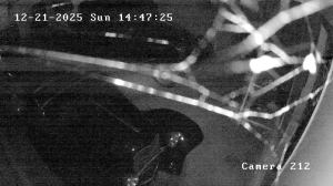 Caméra IP - Stati Uniti d'America