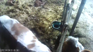 Caméra IP - Austria