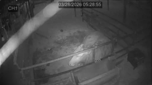 Caméra IP - South Korea