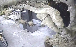 Caméra IP - Netherlands