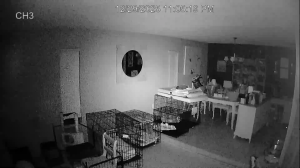 Caméra IP - United States of America