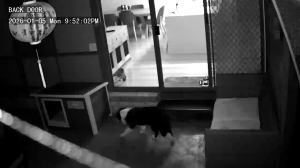 Caméra IP - Australien