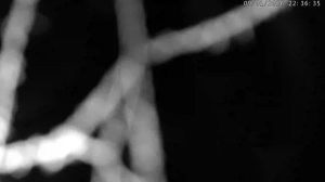 Caméra IP - Alemania