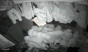 Caméra IP - Argentina