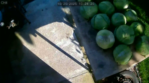 Caméra IP - Roumanie