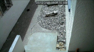 Caméra IP - Nouvelle-Zélande