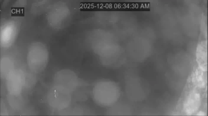 Caméra IP - South Korea