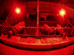 Caméra IP - South Korea