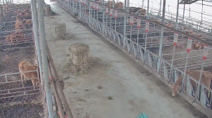 Caméra IP - República de Corea