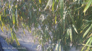 Caméra IP - Vietnam