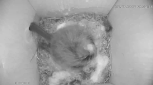 Caméra IP - Francia