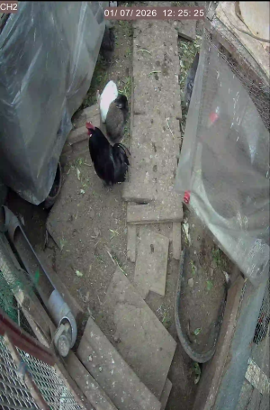 Caméra IP - Südkorea