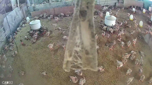 Caméra IP - Vietnam