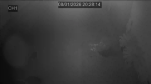 Caméra IP - Portogallo