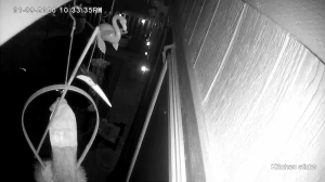 Caméra IP - United States of America